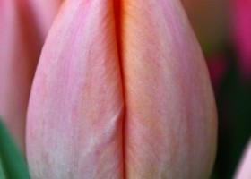 Tulipa Zantucot ® (3)
